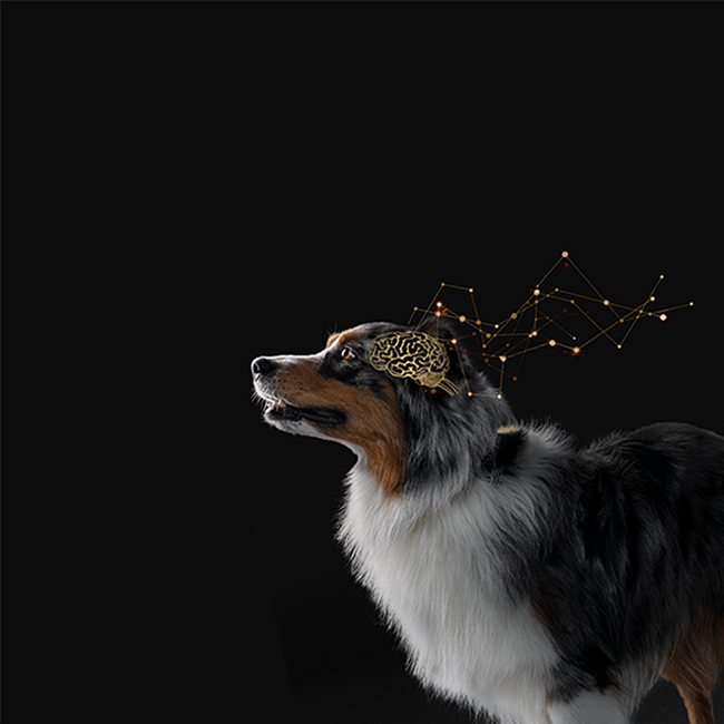 Canine Cognitive Assestment Tool banner image