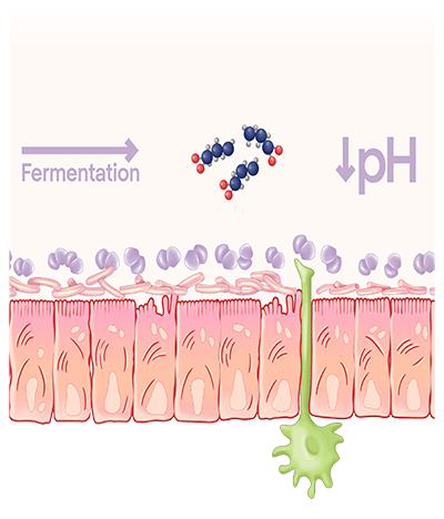 infographie sur un probiotique et un prébiotique travaillant en synergie