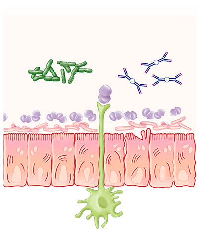 infographie sur un probiotique et un prébiotique travaillant en synergie