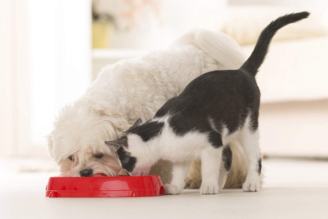 Fondamentaux de la nutrition