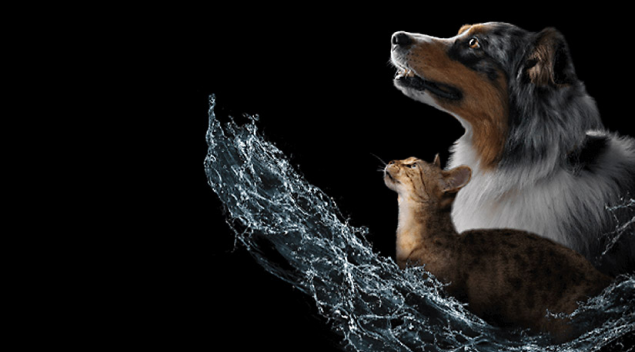 Un berger australien et un chat, présentant l'outil de calcul de la consommation d'eau.