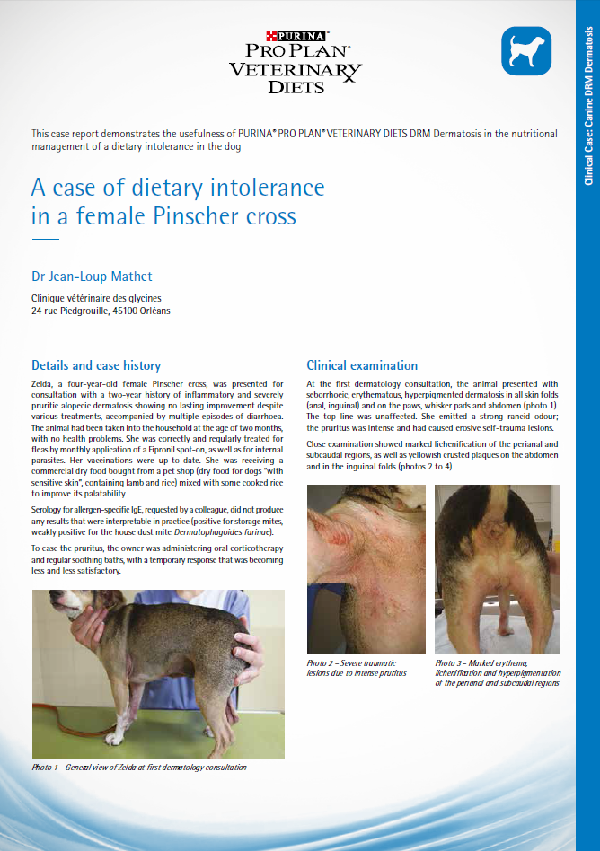 Canine DRM Dermatosis dietary intolerance case study