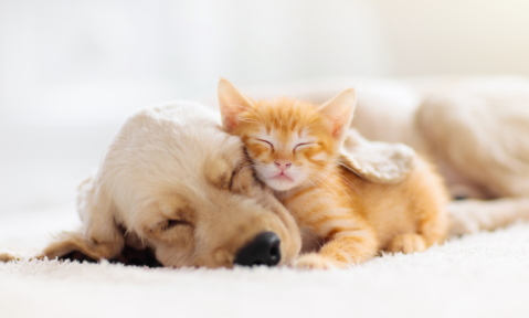 Metabolic Differences between Dogs of Different Body Sizes