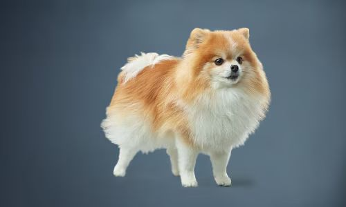 Why Choose a Small Breed Dog Food