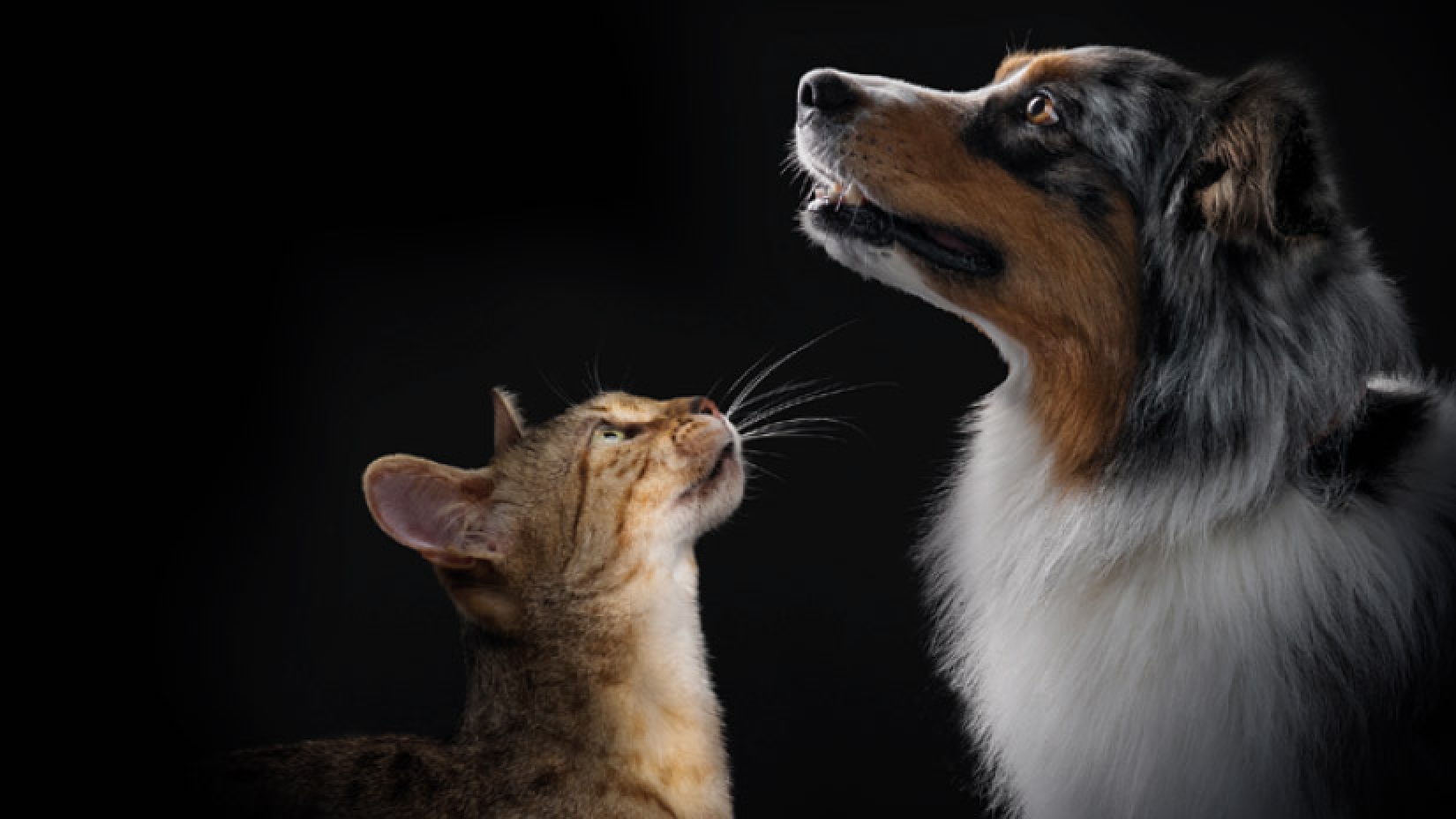 Découvrez la gamme complète de produits PRO PLAN®