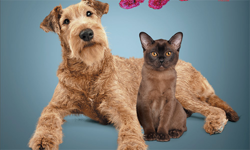 PRÉBIOTIQUES : Effets sur la santé gastro-intestinale et la santé de l'hôte