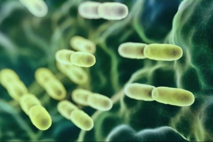 Nutrition, gut health and the microbiome in clinical case management