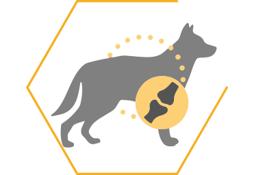 Améliore la mobilité du chien