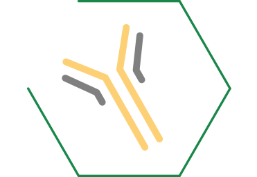 Améliore la production naturelle d'anticorps