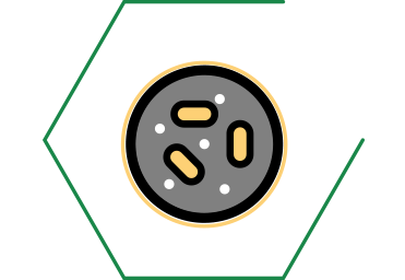 Avec des postbiotiques