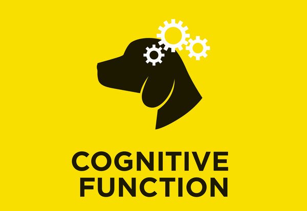 Fonction cognitive