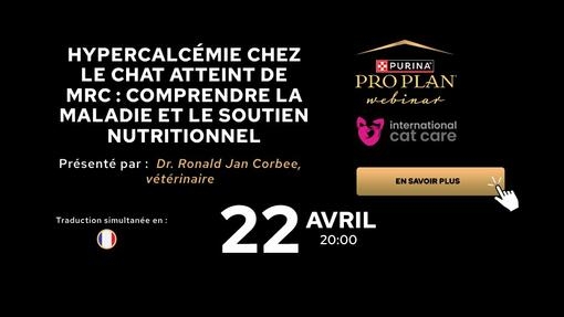 Hypercalcémie chez le chat atteint de MRC : comprendre la maladie et le soutien nutritionnel