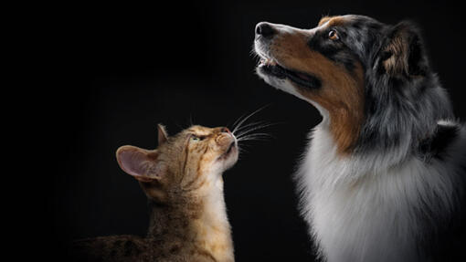 Découvrez la gamme complète de produits PRO PLAN®