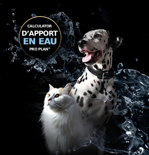 Calculateur d’hydratation pour Chien et Chat