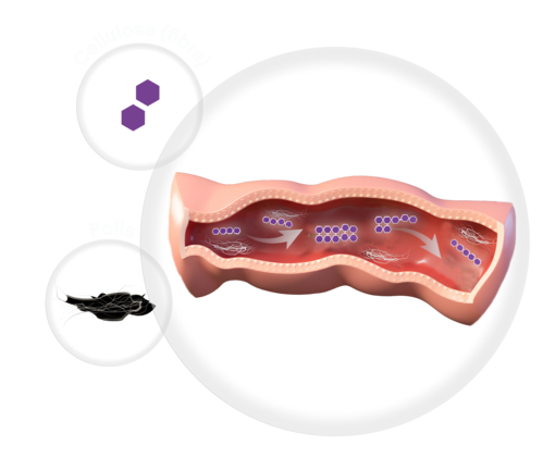 Image de fibre de cellulose