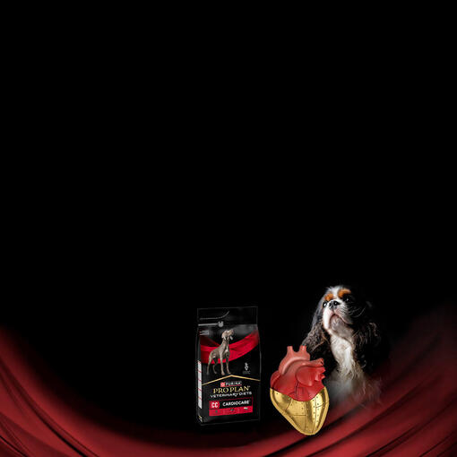 Chien et produit Purina Pro Plan CardioCare avec coeur anatomique sur fond noir et rouge