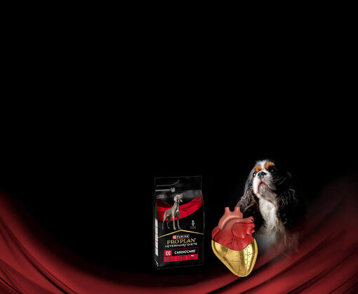 Chien et produit Purina Pro Plan CardioCare avec coeur anatomique sur fond noir et rouge