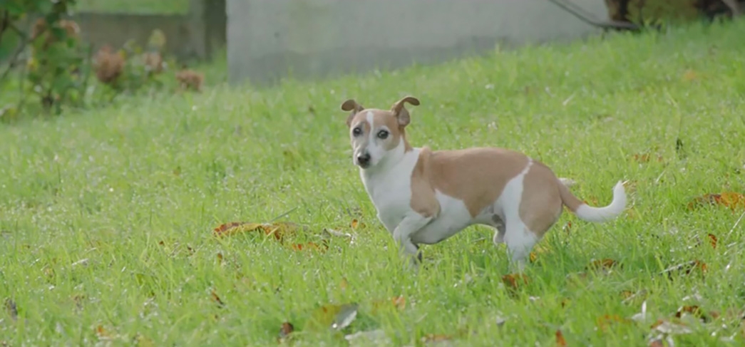 Les animaux et les hommes vivent mieux ensemble | À la rencontre de Purina